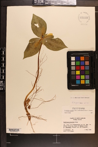 Trillium discolor image