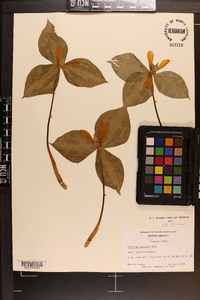 Trillium discolor image