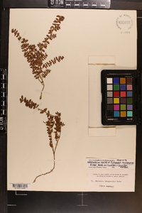 Euphorbia dioeca image