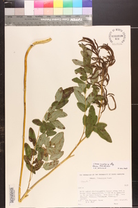 Llavea cordifolia image