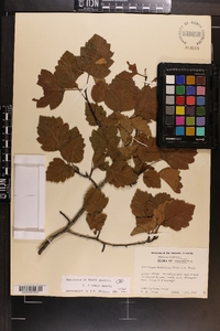 Crataegus robur image