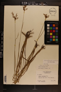 Juncus biflorus image