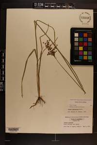 Juncus biflorus image