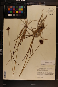 Juncus biflorus image