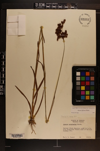 Juncus biflorus image