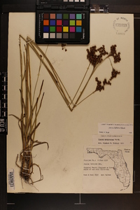 Juncus biflorus image