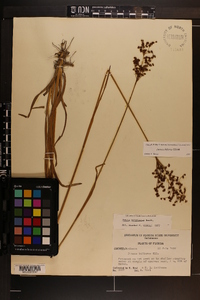 Juncus biflorus image