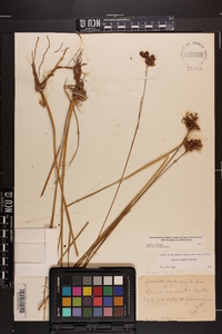 Juncus longii image