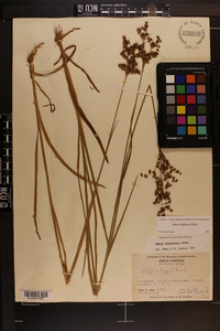 Juncus biflorus image