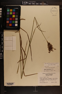 Juncus biflorus image