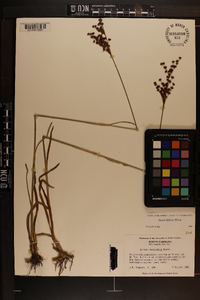 Juncus biflorus image