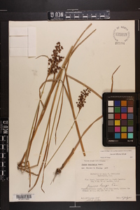 Juncus biflorus image