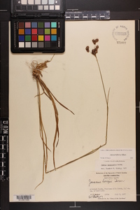 Juncus biflorus image