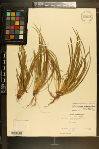 Carex cumberlandensis image