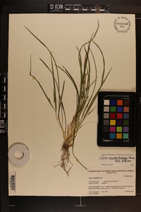 Carex cumberlandensis image