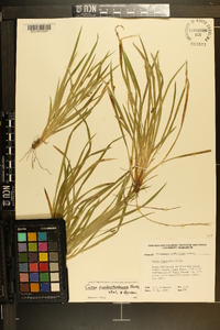 Carex cumberlandensis image