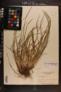 Carex cumberlandensis image