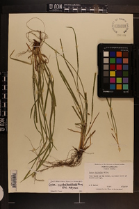 Carex cumberlandensis image