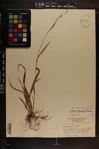 Carex striatula image