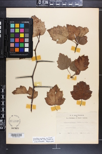 Crataegus pruinosa image