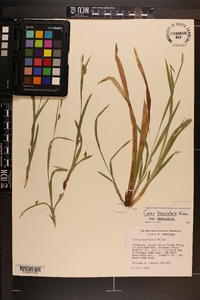 Carex laxiculmis image