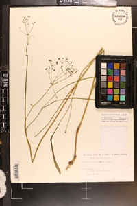 Oxypolis ternata image