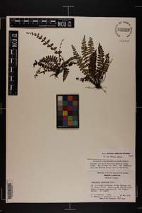 Asplenium resiliens image