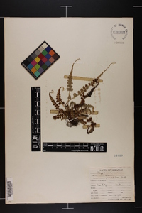 Asplenium pinnatifidum image