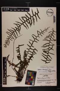 Asplenium platyneuron var. bacculum-rubrum image