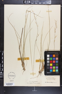 Stipa avenacioides image