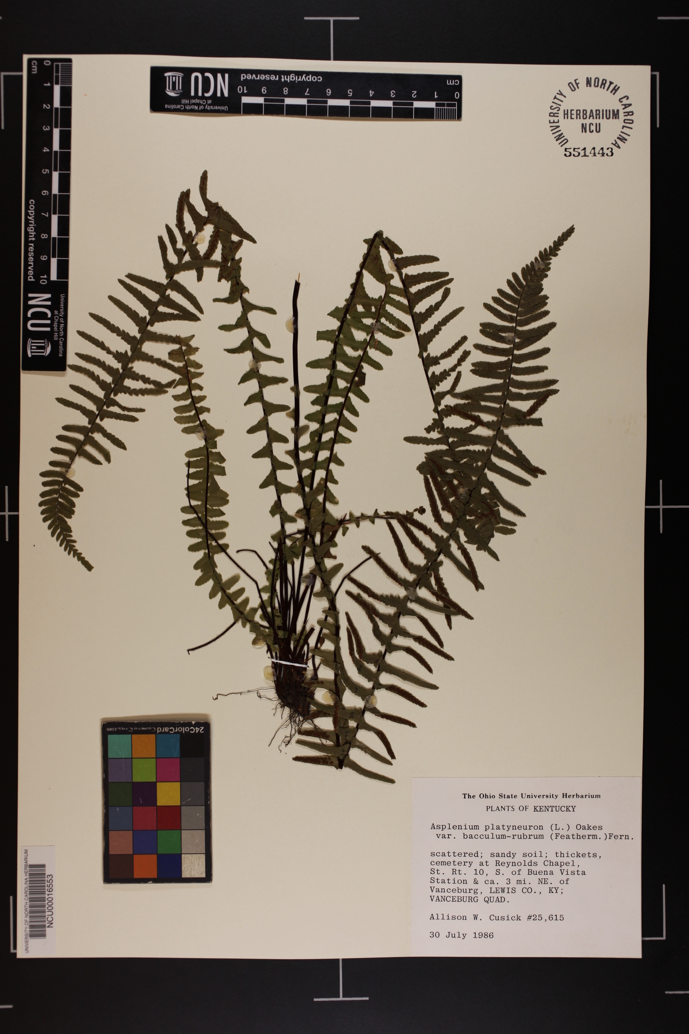 Asplenium platyneuron var. bacculum-rubrum image