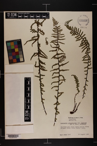 Asplenium platyneuron var. platyneuron image