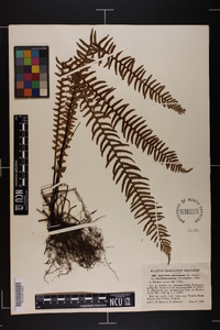 Asplenium platyneuron var. bacculum-rubrum image