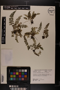 Asplenium verecundum image