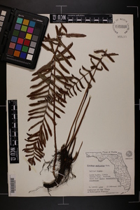 Blechnum serrulatum image