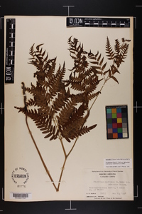 Pteridium aquilinum var. latiusculum image