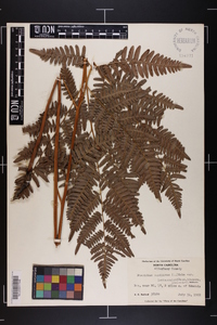 Pteridium aquilinum var. latiusculum image