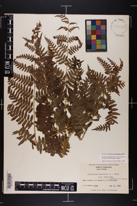 Pteridium aquilinum var. latiusculum image