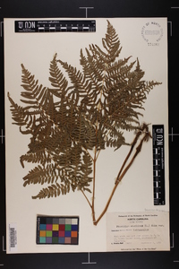 Pteridium aquilinum var. latiusculum image