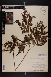 Pteridium aquilinum var. latiusculum image