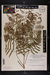 Pteridium aquilinum subsp. pseudocaudatum image