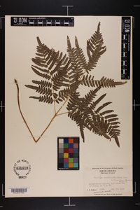 Pteridium aquilinum var. latiusculum image