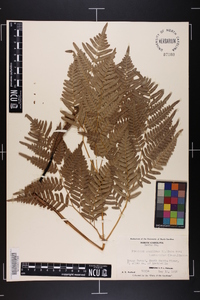 Pteridium aquilinum var. latiusculum image