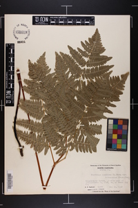 Pteridium aquilinum var. latiusculum image