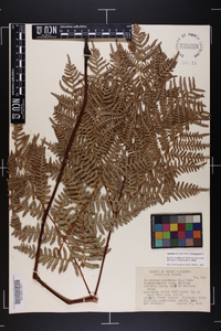 Pteridium aquilinum var. latiusculum image