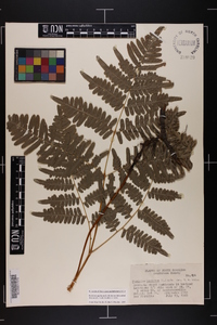 Pteridium aquilinum var. latiusculum image