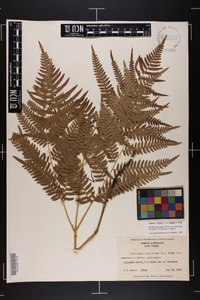 Pteridium aquilinum var. latiusculum image