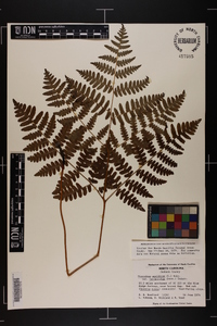 Pteridium aquilinum var. latiusculum image