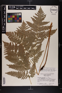 Pteridium aquilinum var. latiusculum image