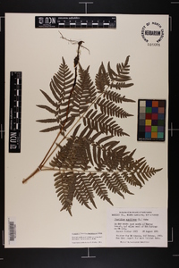 Pteridium aquilinum var. latiusculum image